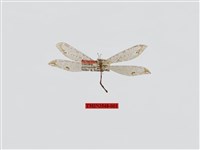 藏品(麗紋蟻蛉)的圖片